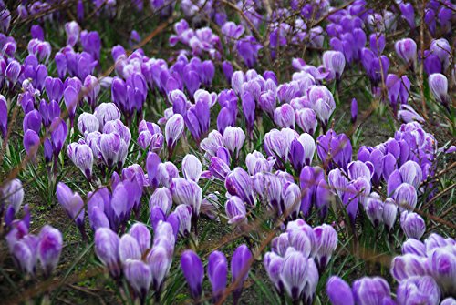 Hirt's Gardens Blue Moon Mix Crocus blooms add vibrant color to beds, borders, or containers