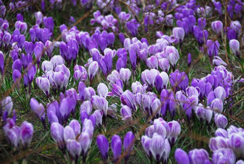 Hirt's Gardens Blue Moon Mix Crocus blooms add vibrant color to beds, borders, or containers