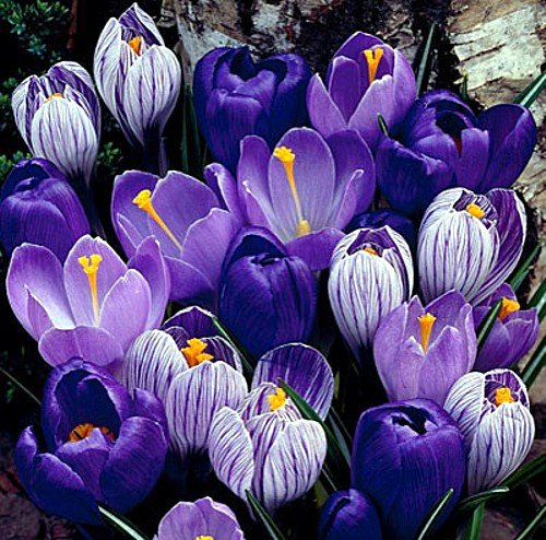 Hirt's Gardens Blue Moon Mix Crocus bulbs in blue and purple for early-season color in the garden