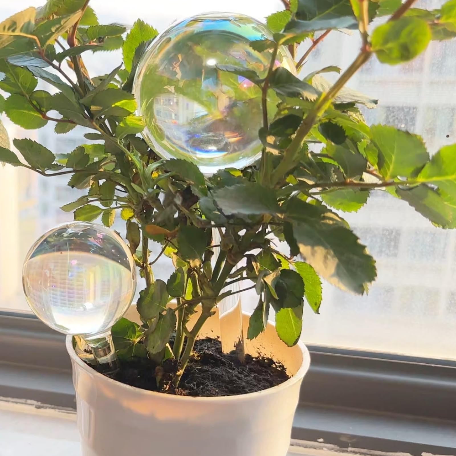 Histely rainbow gradient glass bulbs add color and prevent overwatering in planters