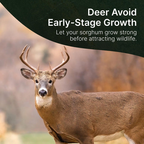 Deer feeding on sorghum in Hit List Seed plot for forage