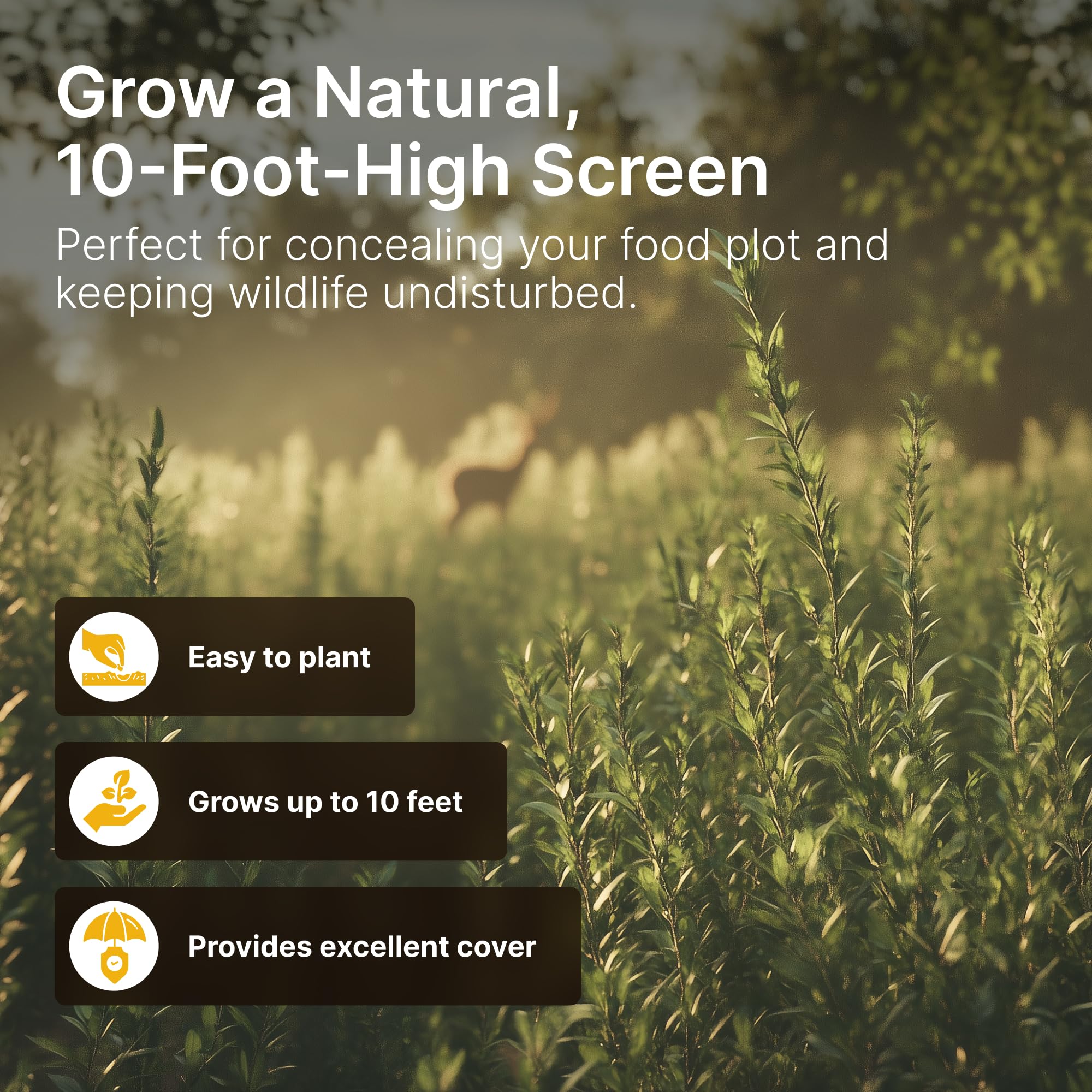 Hit List Seed grain sorghum plants form an effective screen for plots