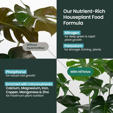 Dissolving HiThrive fertilizer in water for even distribution across plants