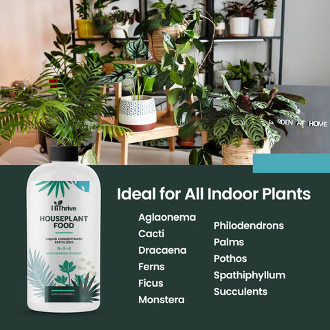 Foliage looks fuller and greener after HiThrive feeding on indoor plants