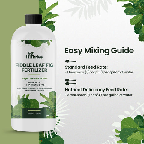 HiThrive 6-2-4 NPK liquid fertilizer bottle supports robust roots and strong growth in ficus.