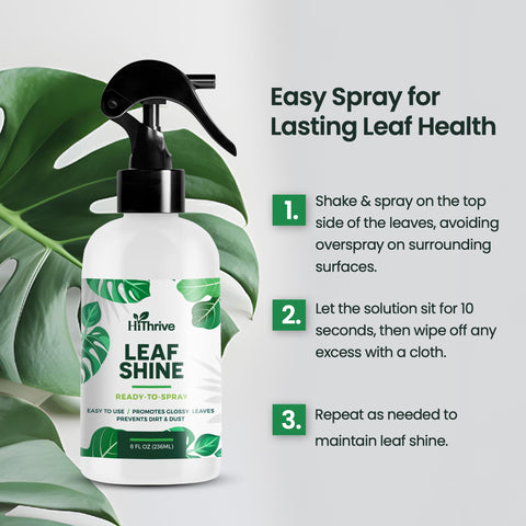 Application on indoor plants using HiThrive Leaf Shine Spray
