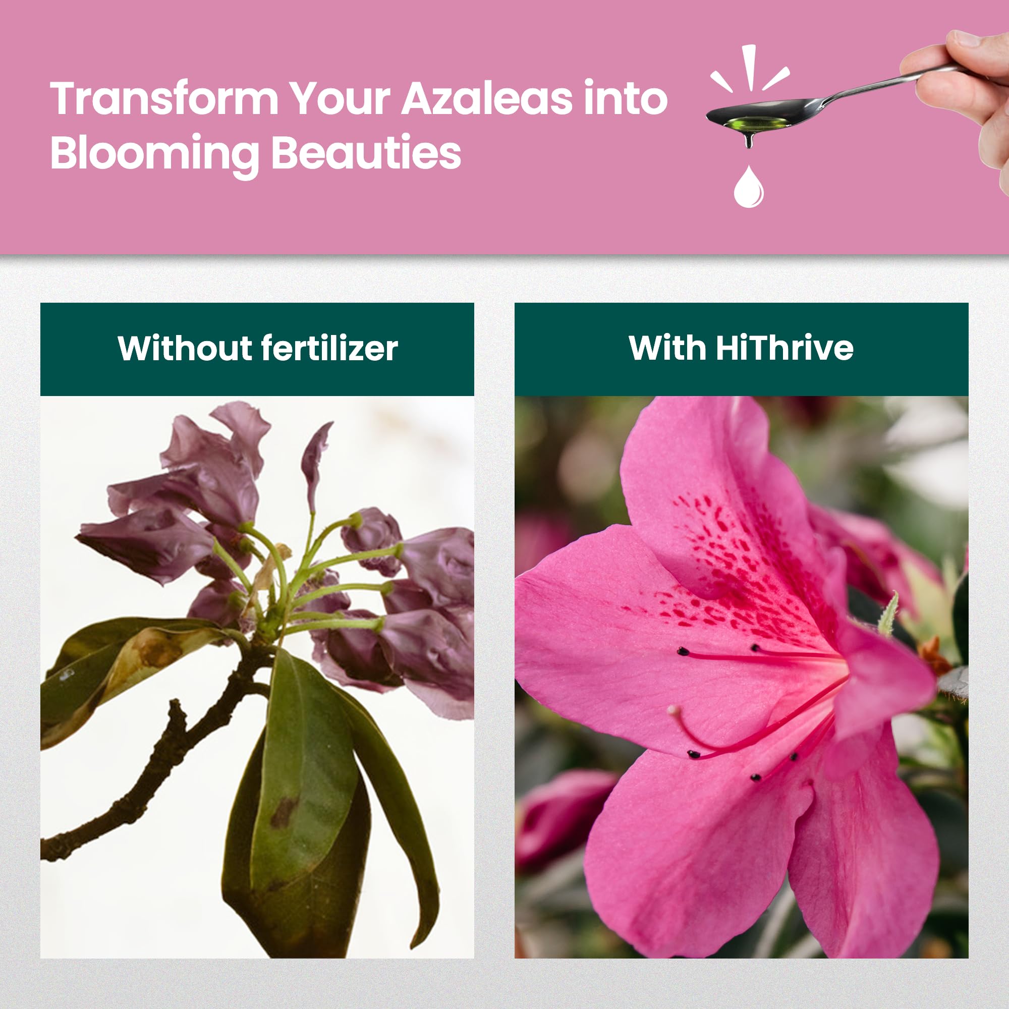 HiThrive azalea fertilizer covers 32 gallons for ongoing feeding.