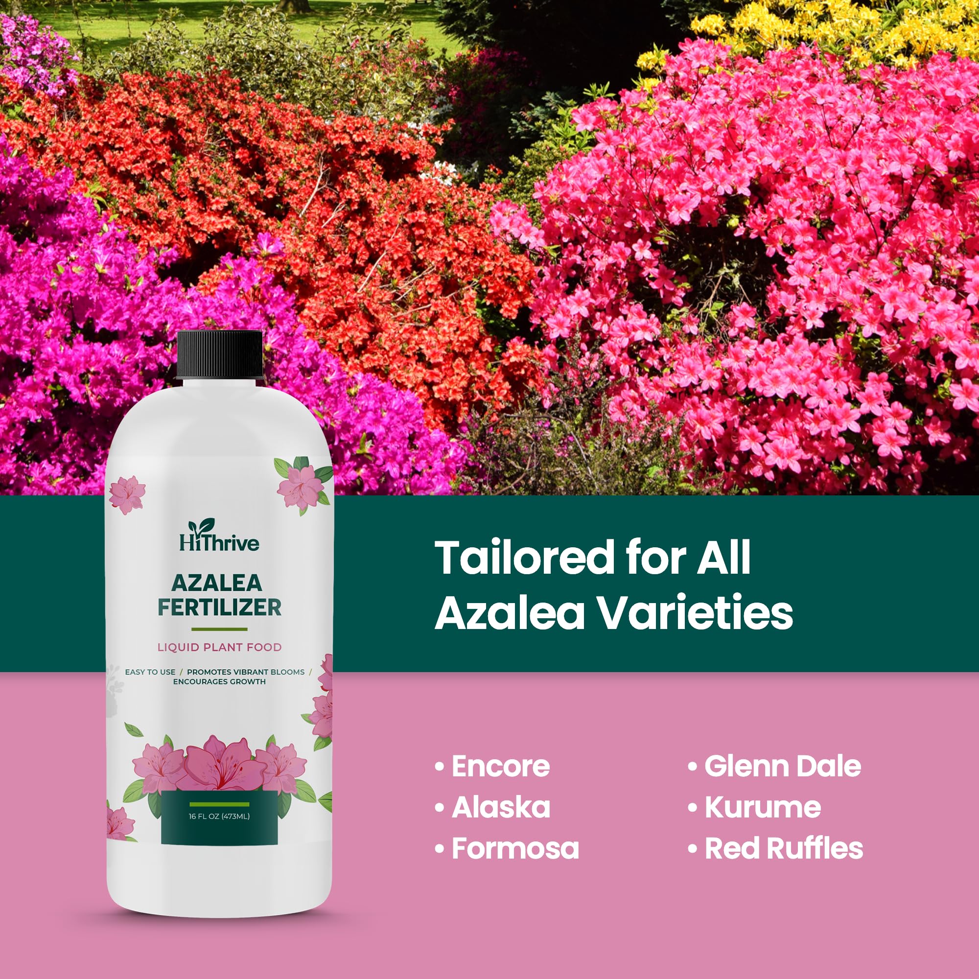 HiThrive Azalea Fertilizer measuring cup shows simple application