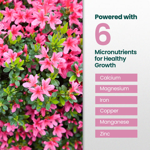 HiThrive Azalea Garden lush blooms after feeding