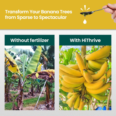 HiThrive banana foliage growth promoting lush, healthy leaves.