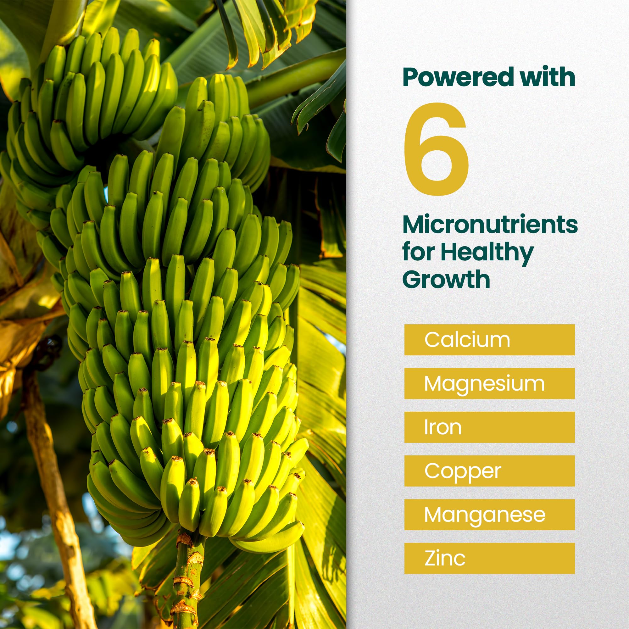 HiThrive banana root strength support for healthy plant foundations.