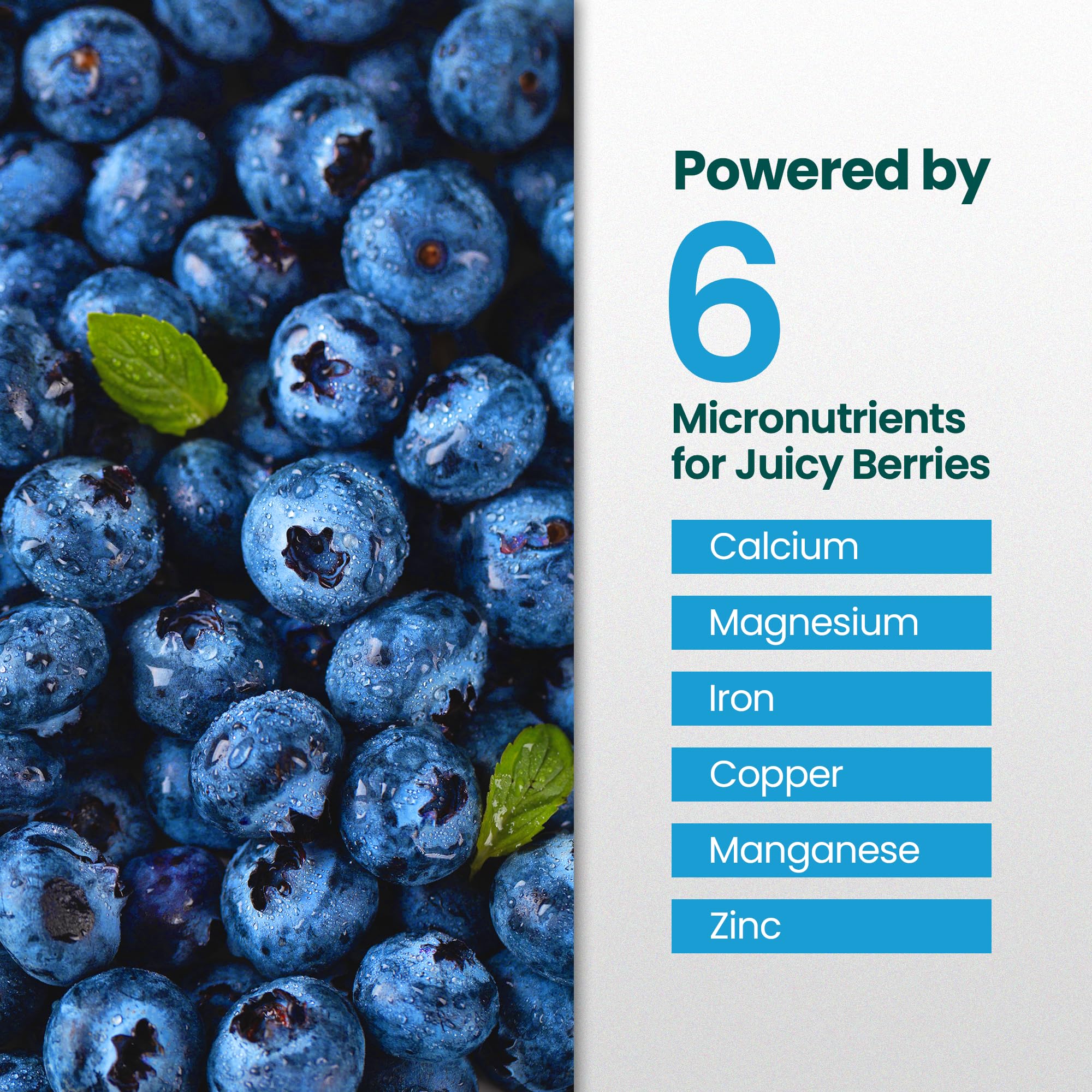 HiThrive Blueberry Fertilizer on blueberry bushes enhances fruit quality.