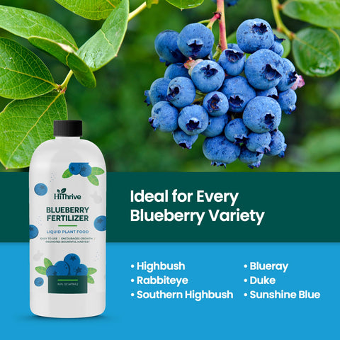HiThrive Blueberry Fertilizer being mixed with water for use