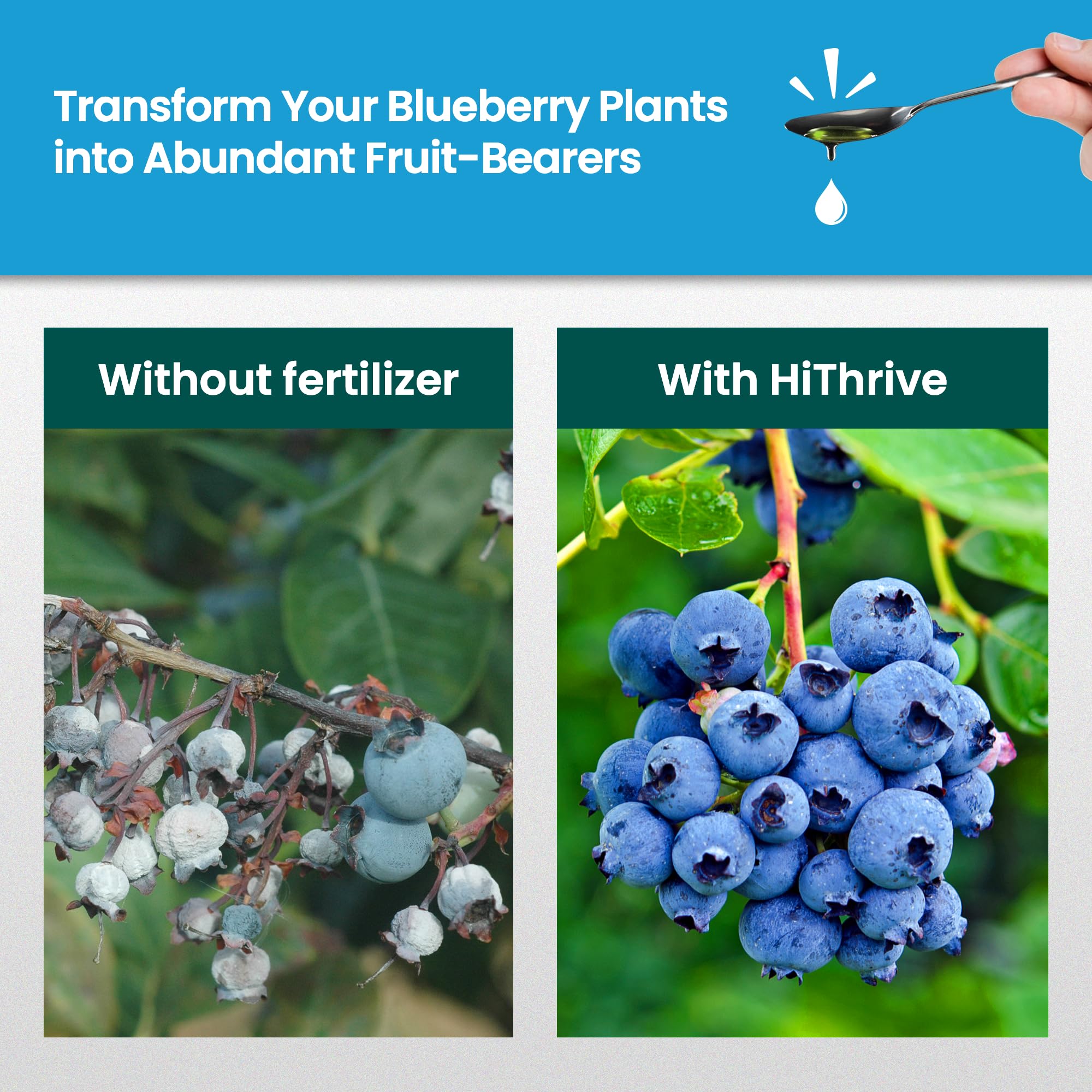 HiThrive blueberry plants thriving after fertilizer application