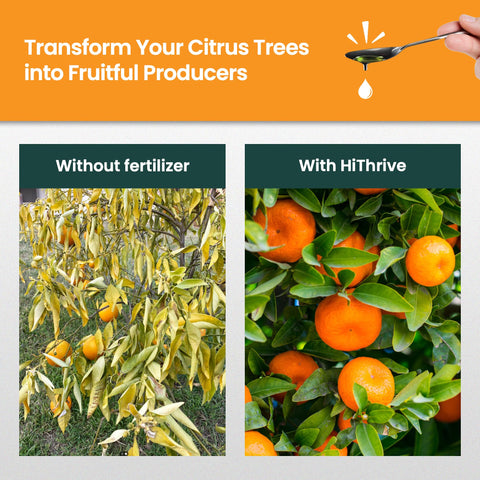 HiThrive citrus fertilizer dilution-mix-water shows simple preparation for healthy trees.