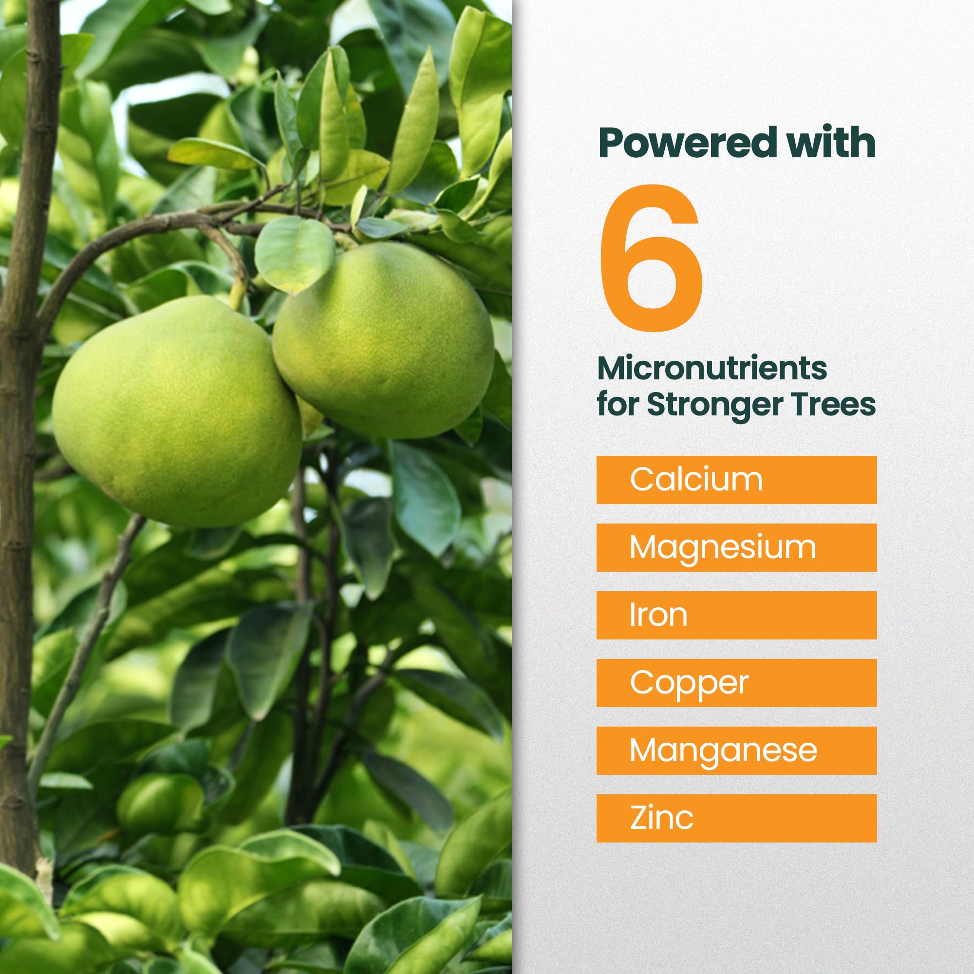 HiThrive citrus tree fertilizer being mixed in a bucket for dilution