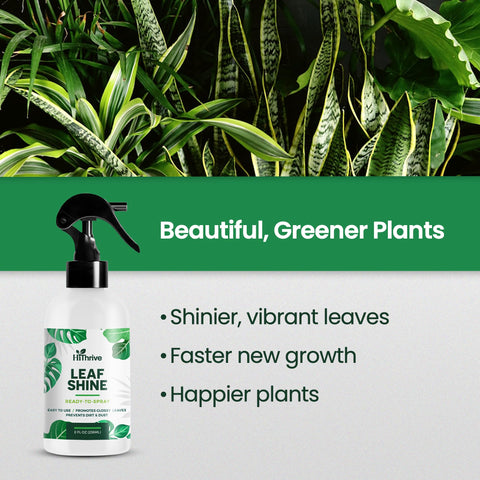 Closeup of glossy leaf texture after applying HiThrive