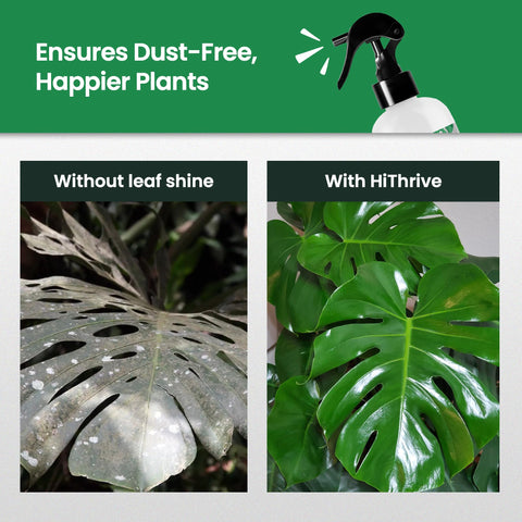Dust and dirt lifted from leaf surface by HiThrive Leaf Shine Spray