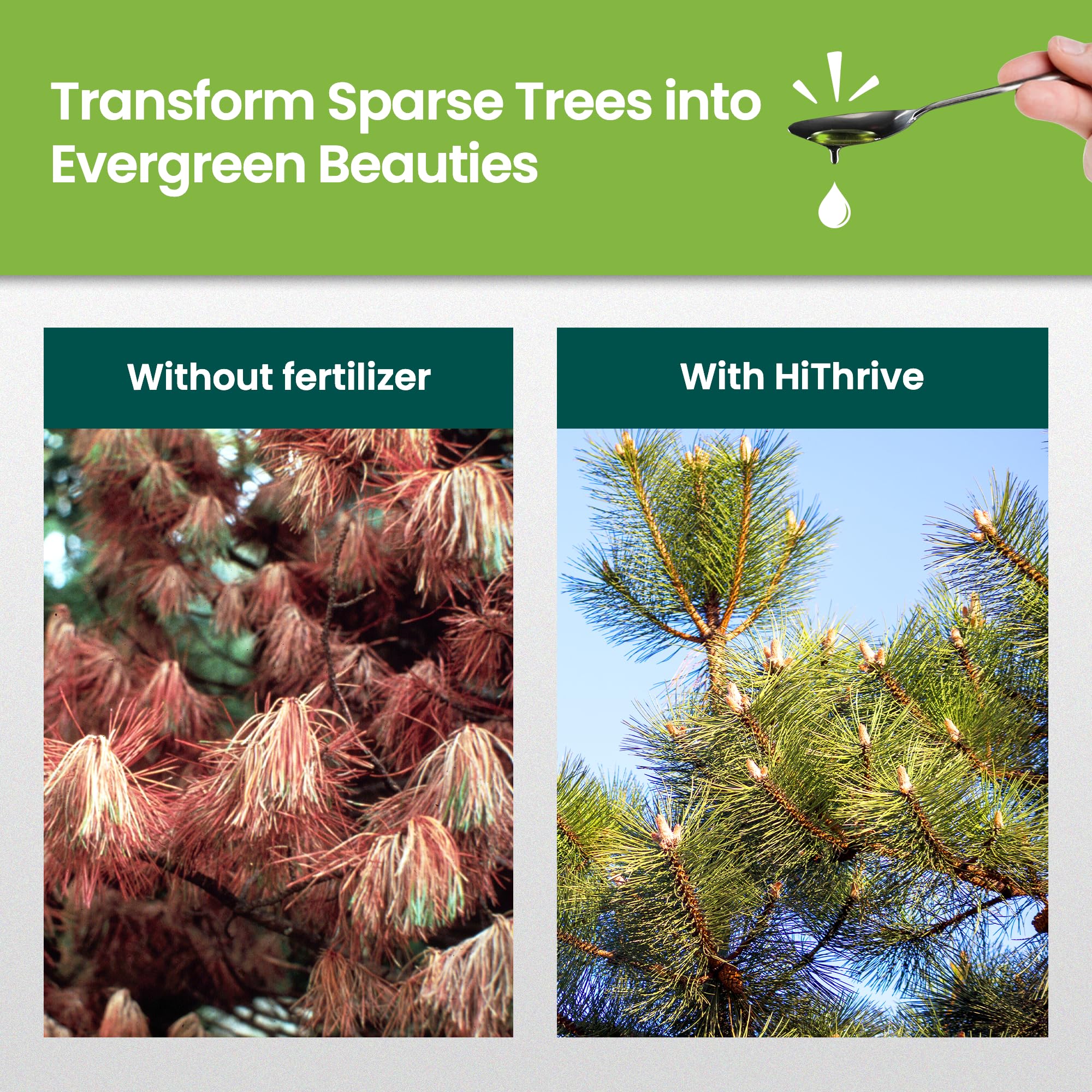 HiThrive Evergreen Fertilizer dissolving in water demonstrates quick feed