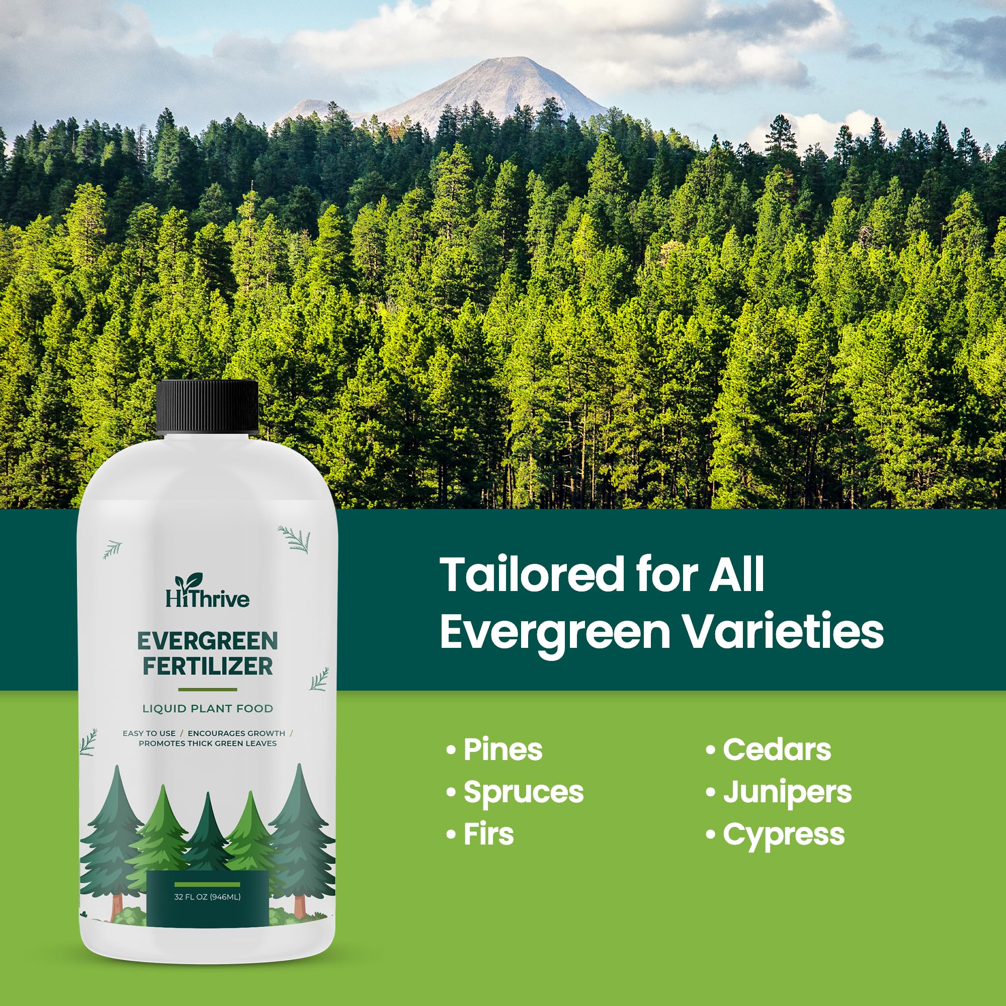 HiThrive Evergreen Fertilizer foliage closeup highlights vibrant color