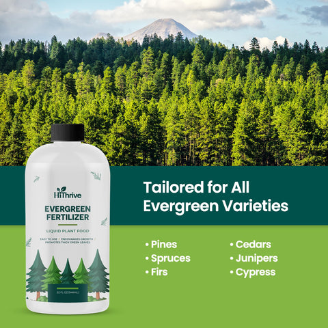 HiThrive Evergreen Fertilizer foliage closeup highlights vibrant color