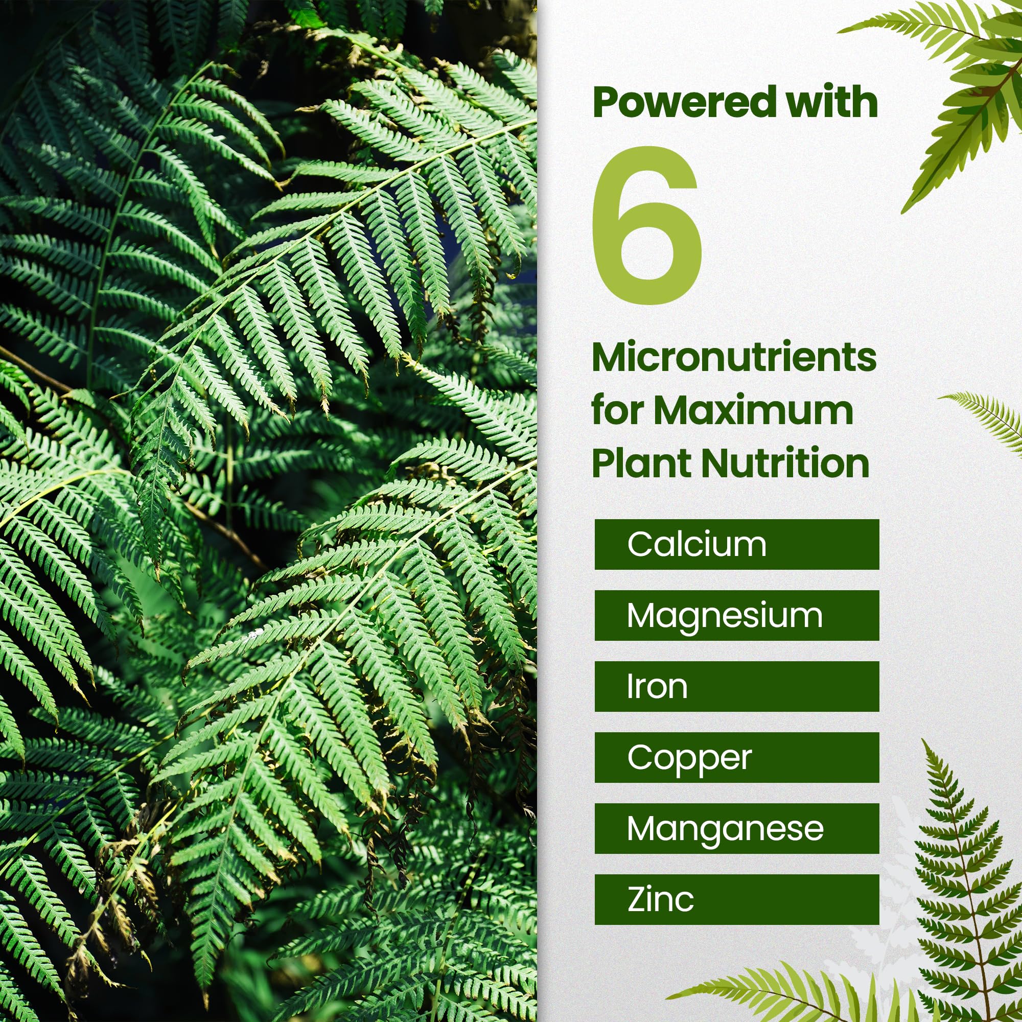 Close-up of ferns thriving after HiThrive fertilizer application.