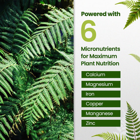 Close-up of ferns thriving after HiThrive fertilizer application.