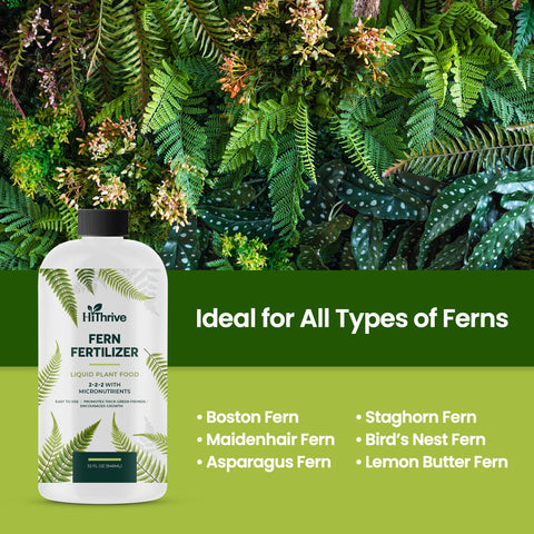 Indoor outdoor setup shows versatile use of HiThrive fern fertilizer.