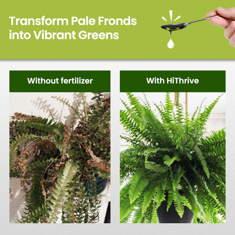 HiThrive fern fertilizer bottle with cap highlights simple dosing.