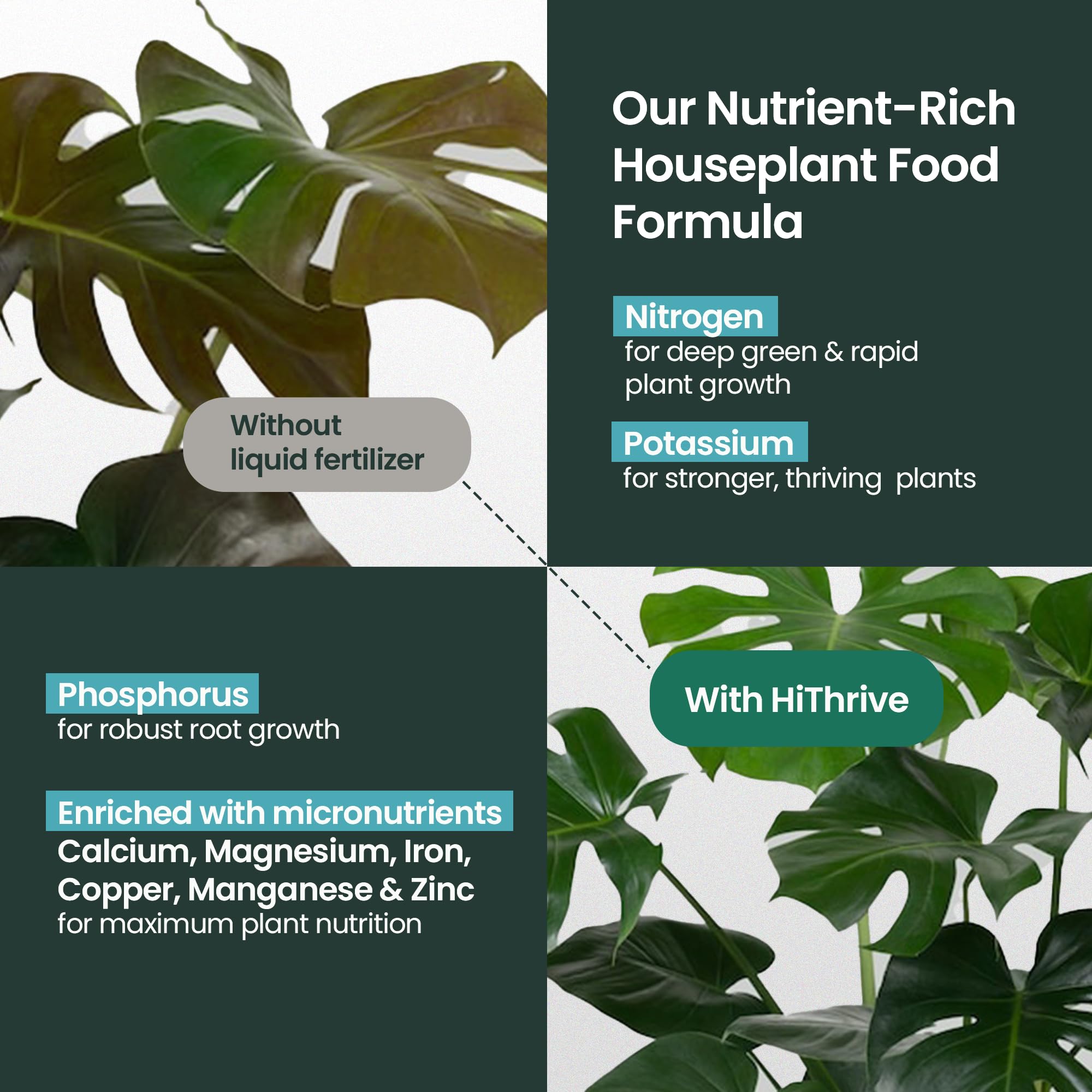HiThrive fiddle leaf fig care with liquid fertilizer for vibrant leaves.