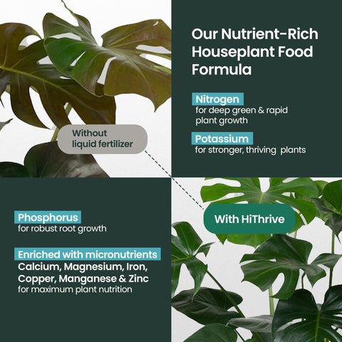 HiThrive fiddle leaf fig care with liquid fertilizer for vibrant leaves.