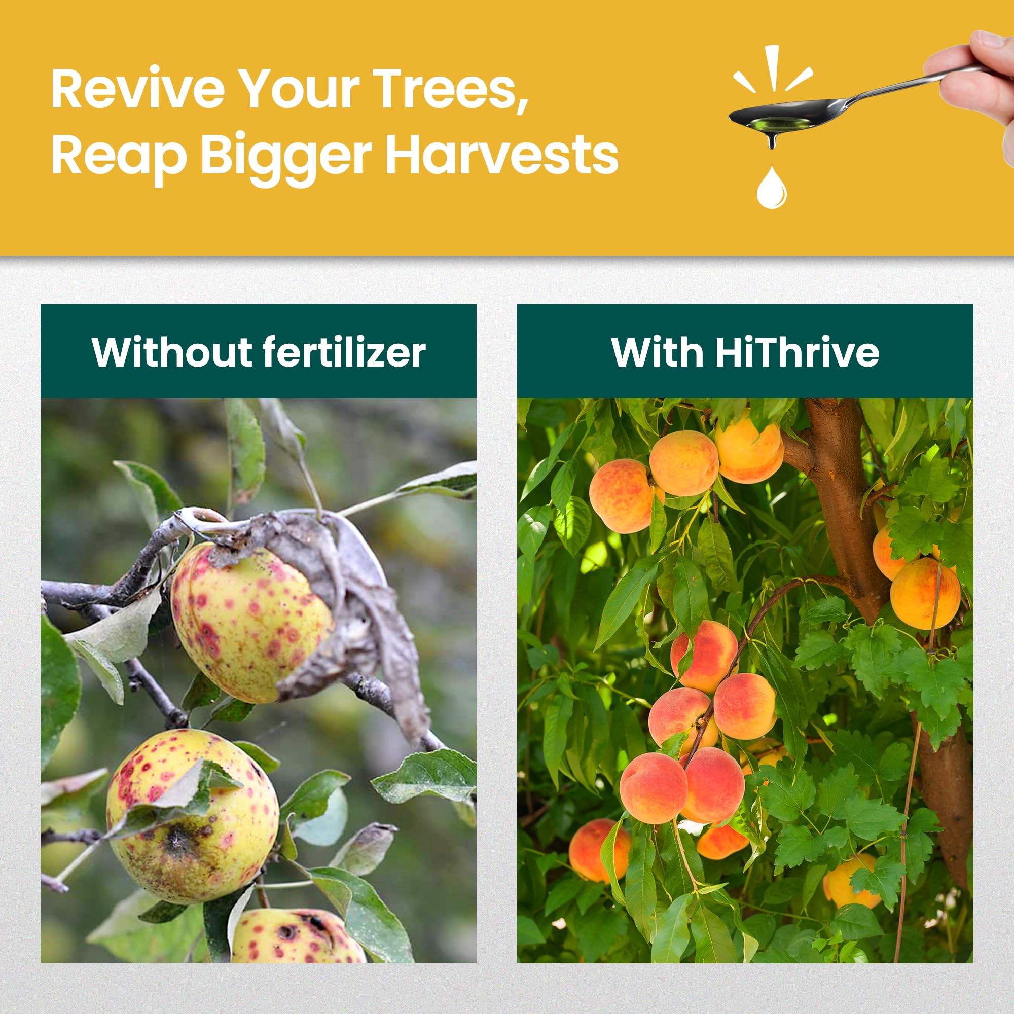 HiThrive fruit tree fertilizer sprayed on an apple tree for robust growth.
