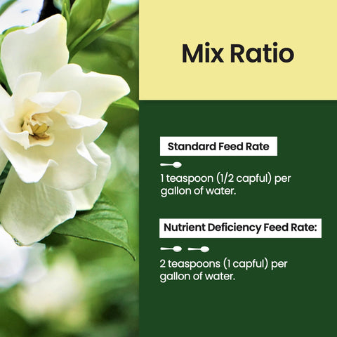 Close-up of blooms with HiThrive Gardenia Fertilizer packaging in background.