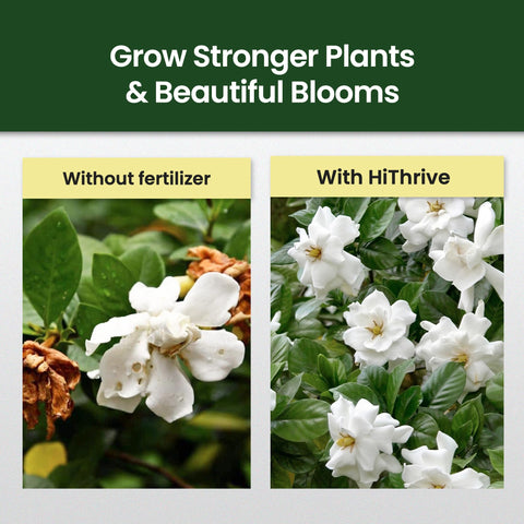 Dilution scene with water and HiThrive Gardenia Fertilizer for healthy growth.