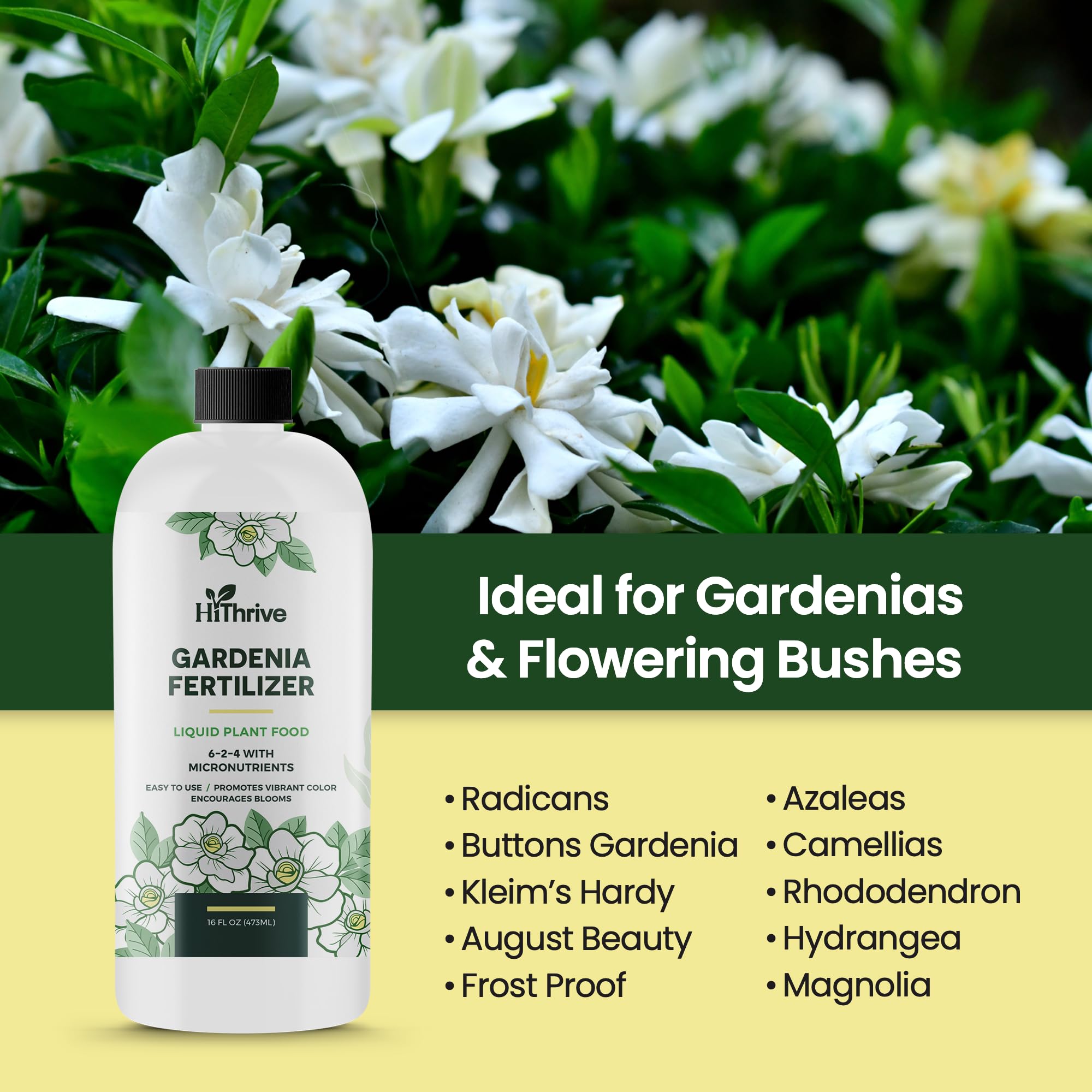 Indoor plant being fed with HiThrive Gardenia Fertilizer.