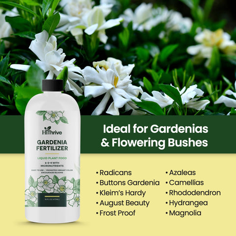 Indoor plant being fed with HiThrive Gardenia Fertilizer.