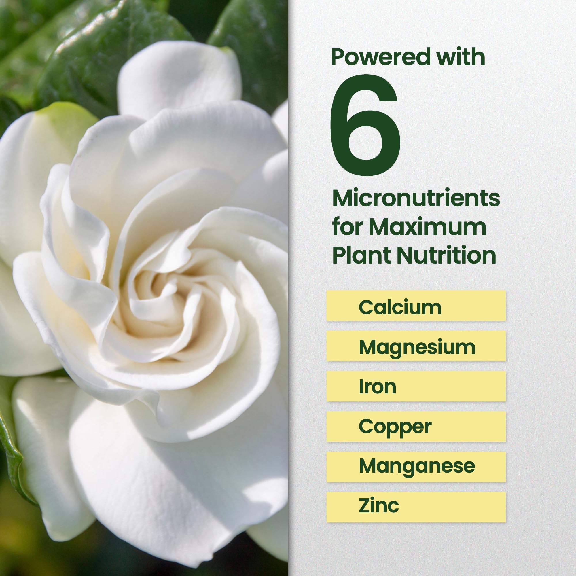 HiThrive Gardenia Fertilizer outdoor gardenia bush thriving.