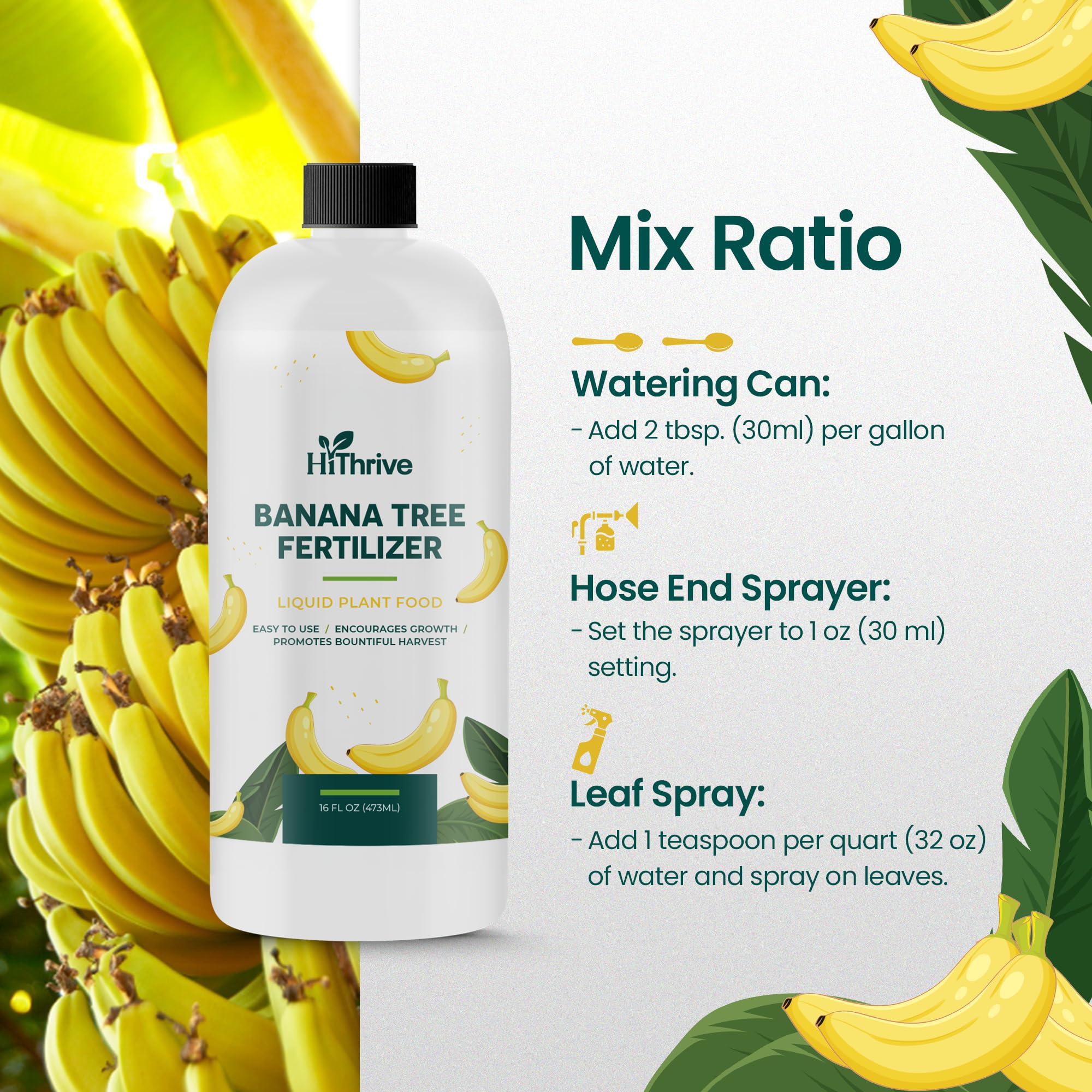 HiThrive harvest-ready bananas illustrating improved fruit quality