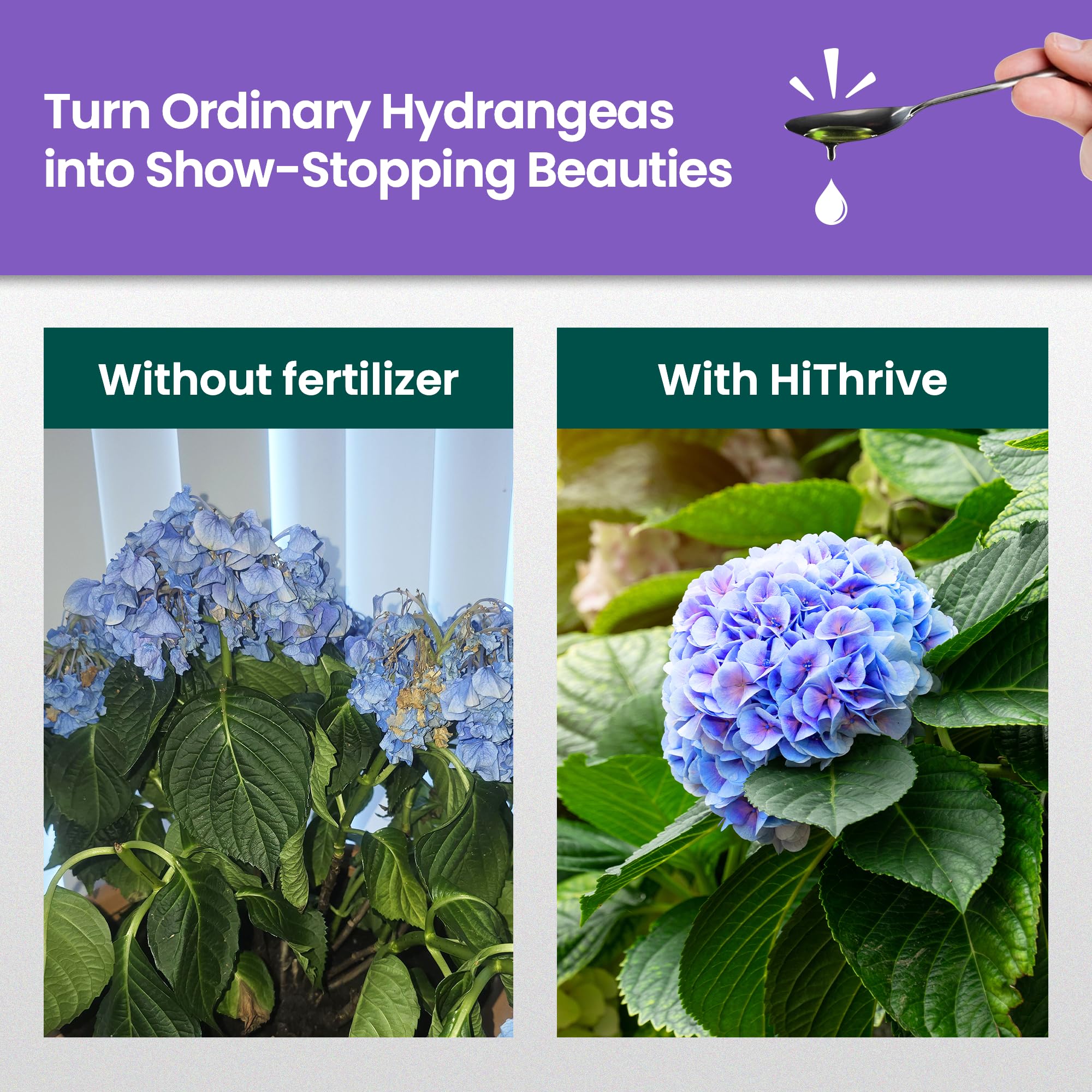 HiThrive Hydrangea bottle pour for precise feeding and even bloom support