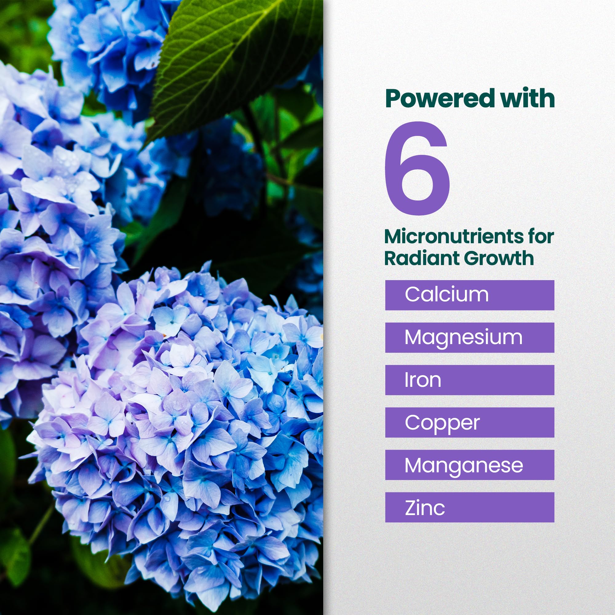 HiThrive Hydrangea close-up shows lush blooms and healthy leaves