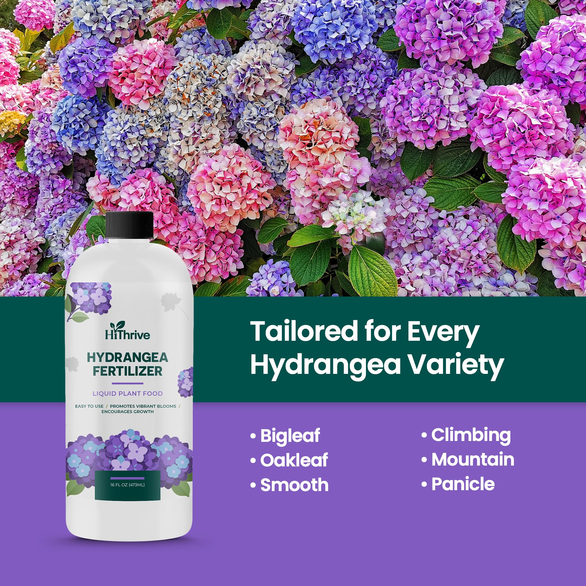 HiThrive Hydrangea indoor garden thriving with steady nourishment color