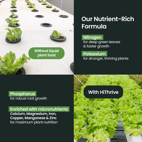 Healthy hydroponics greens thriving with HiThrive solution