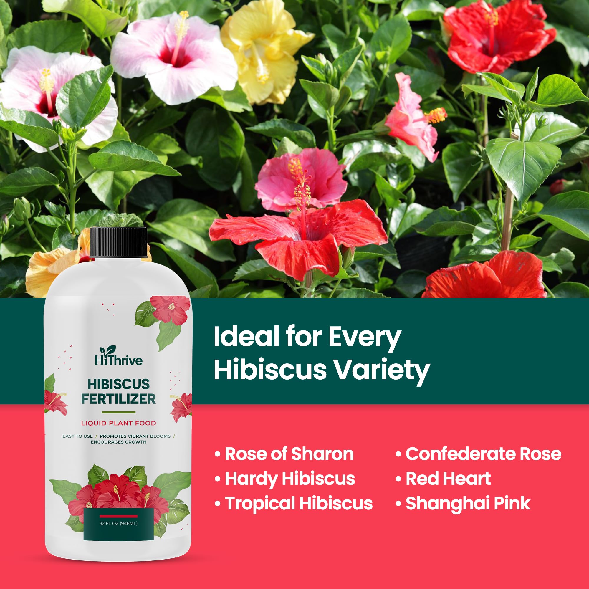 HiThrive indoor houseplants watered with hibiscus fertilizer show steady growth.