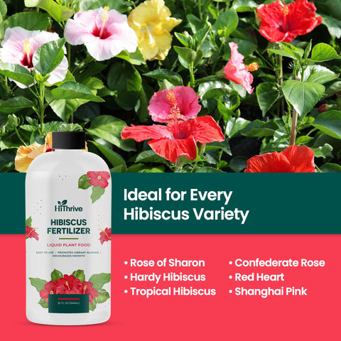 HiThrive indoor houseplants watered with hibiscus fertilizer show steady growth.
