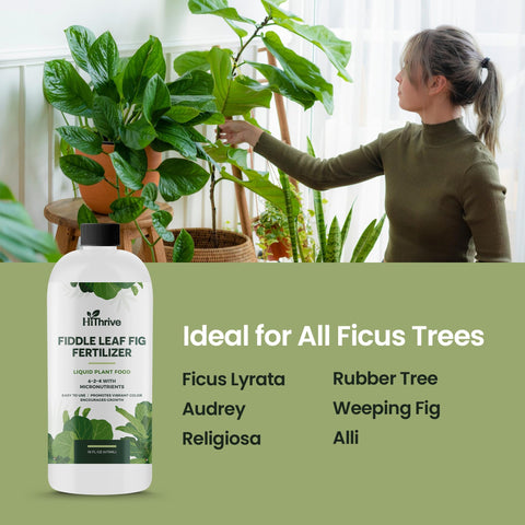 HiThrive indoor plant care product beside watering can for routine fig feeding.