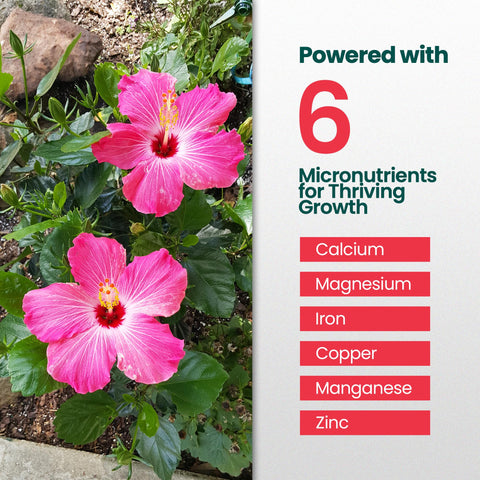 HiThrive indoor plant fertilizer mixes with water for healthy houseplants and hibiscus.