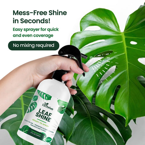 Indoor plants with healthier looking foliage after using HiThrive