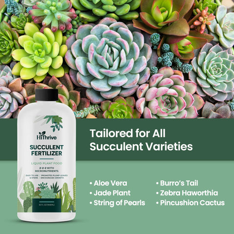 HiThrive indoor succulent food applied to soil for steady care.