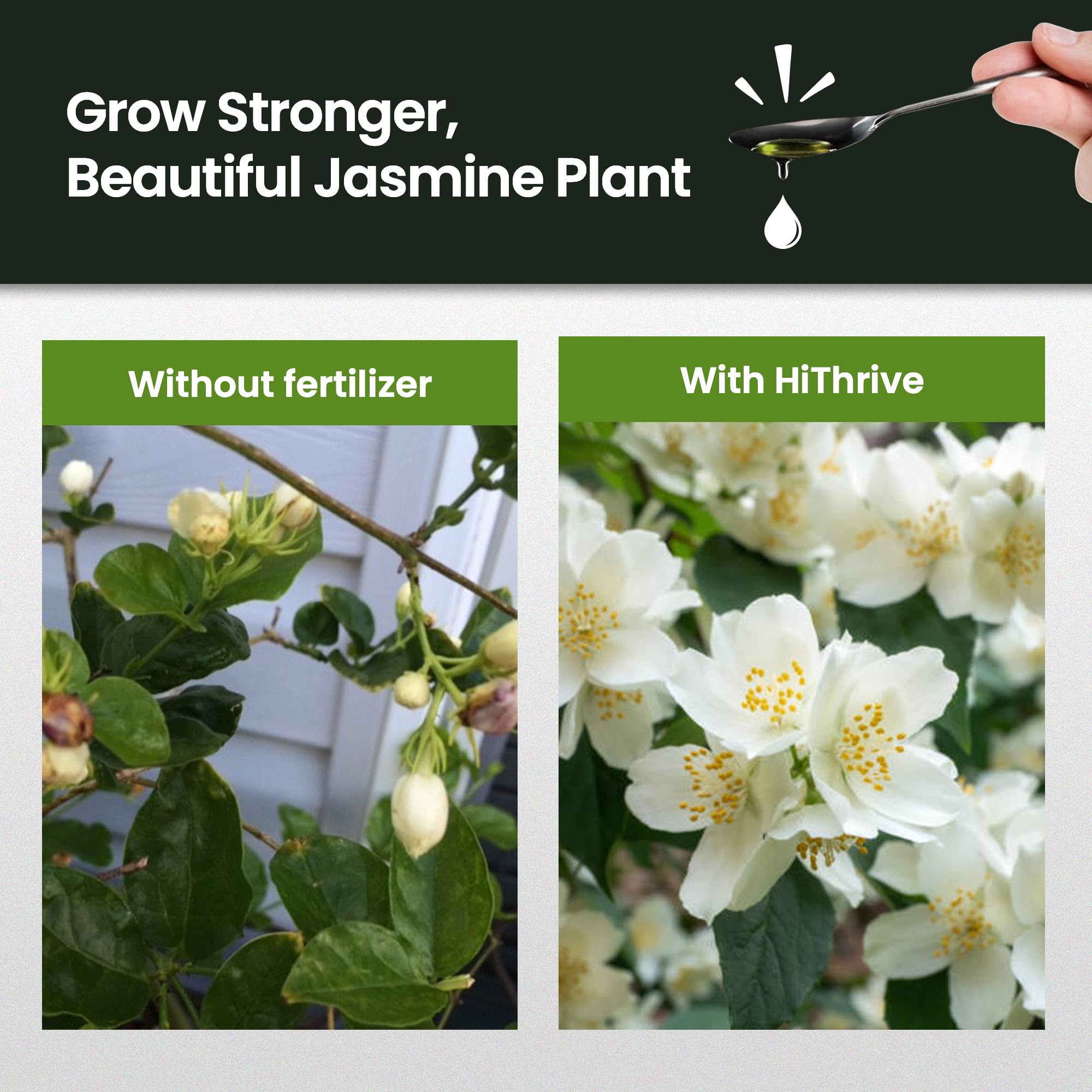 HiThrive Jasmine Fertilizer leaves healthy after feeding