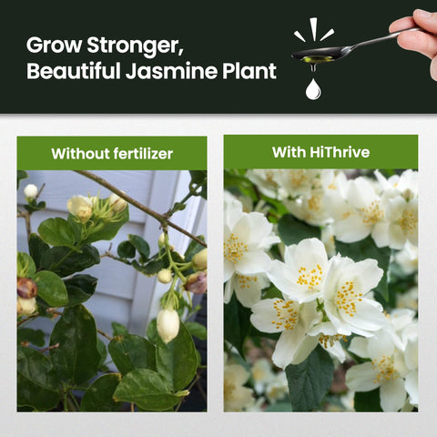 HiThrive Jasmine Fertilizer leaves healthy after feeding